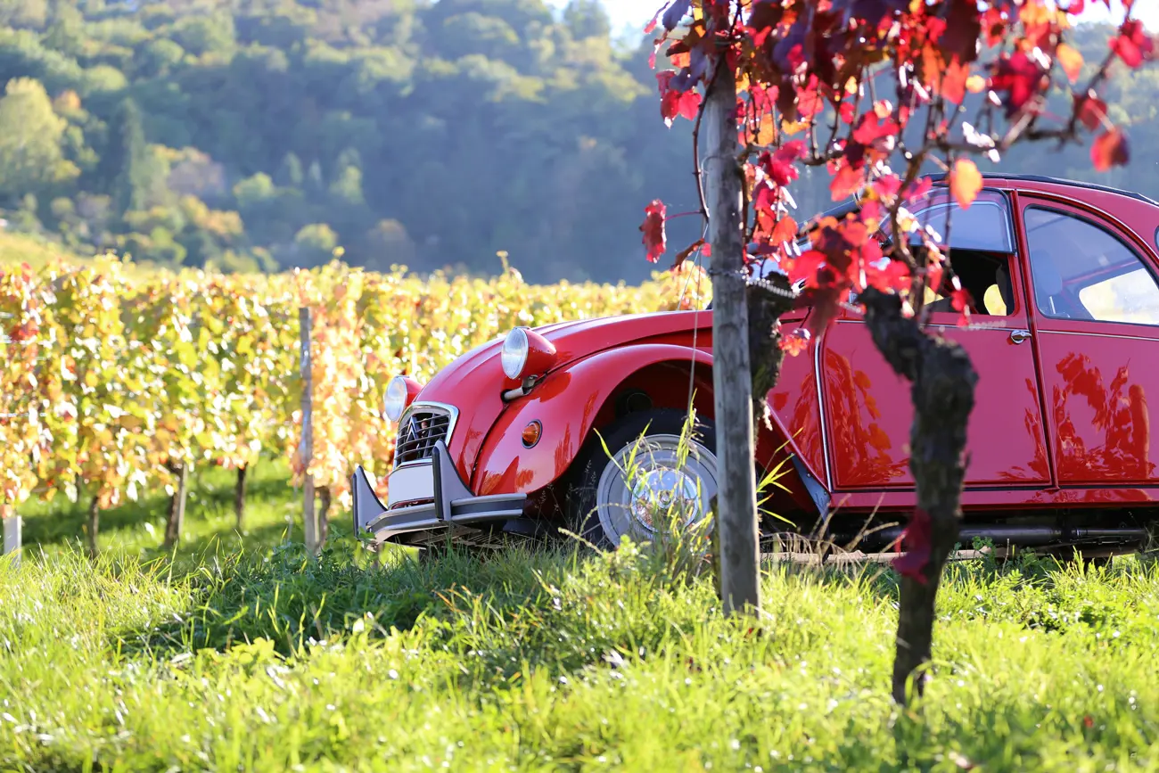 A citroen 2CV parked behind a tree at a sunny vineyard