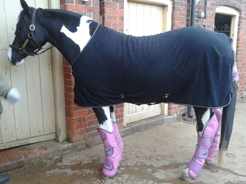 Horse in coat