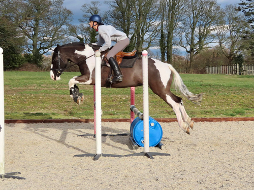 Horse jumping