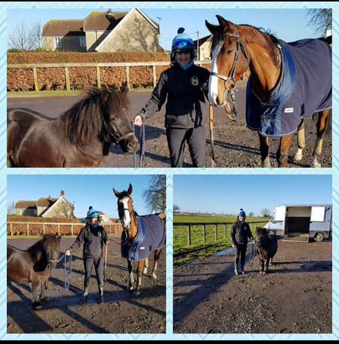 Horses and person