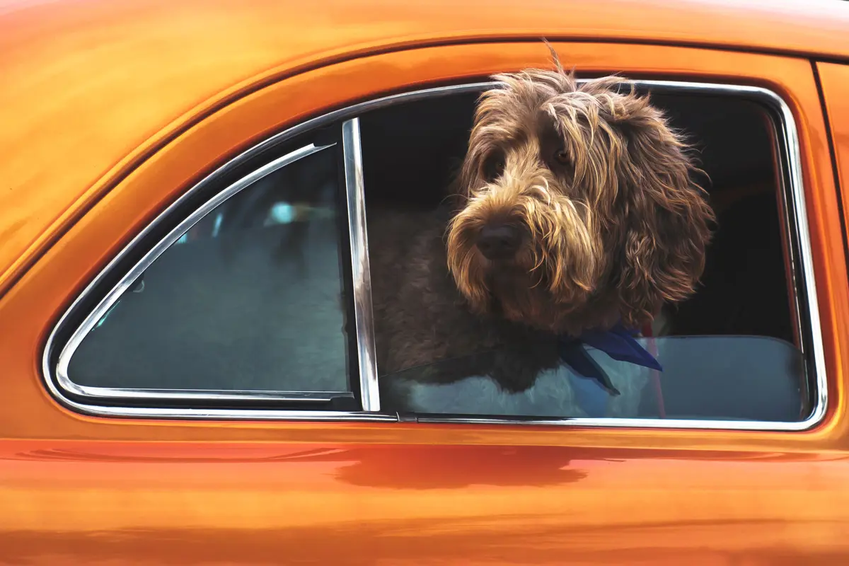 A dog with its head out of the side of a classic car