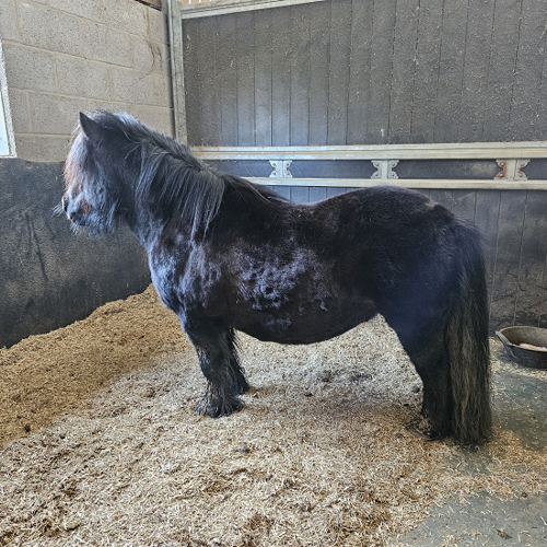 Black horse