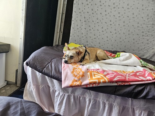 Dog on blanket