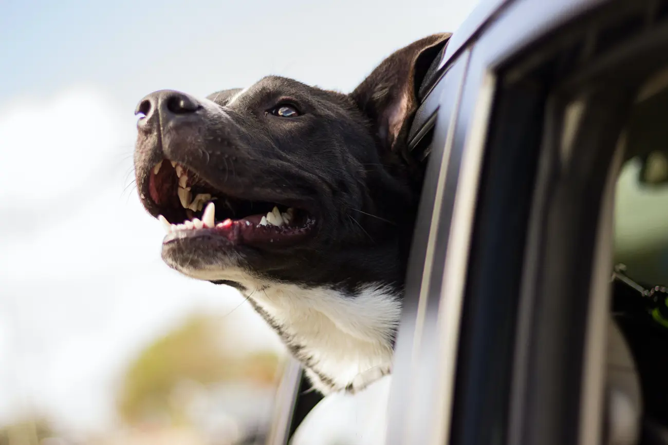 Travelling dog