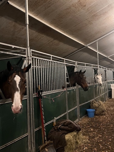 Horses in stables