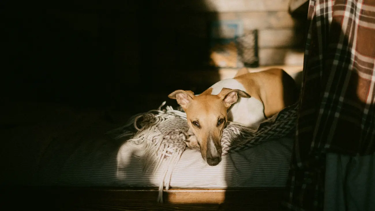 Sleeping dog in camper