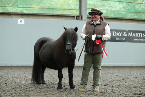 Horse and person