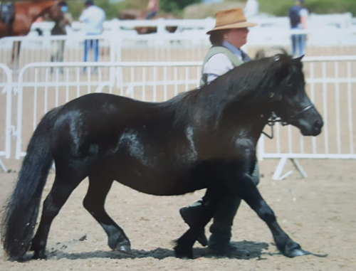 Black horse