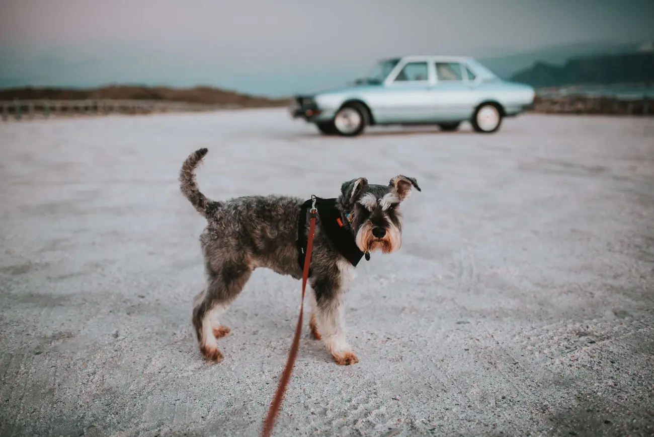 dog infront of car