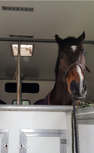 Horse in truck