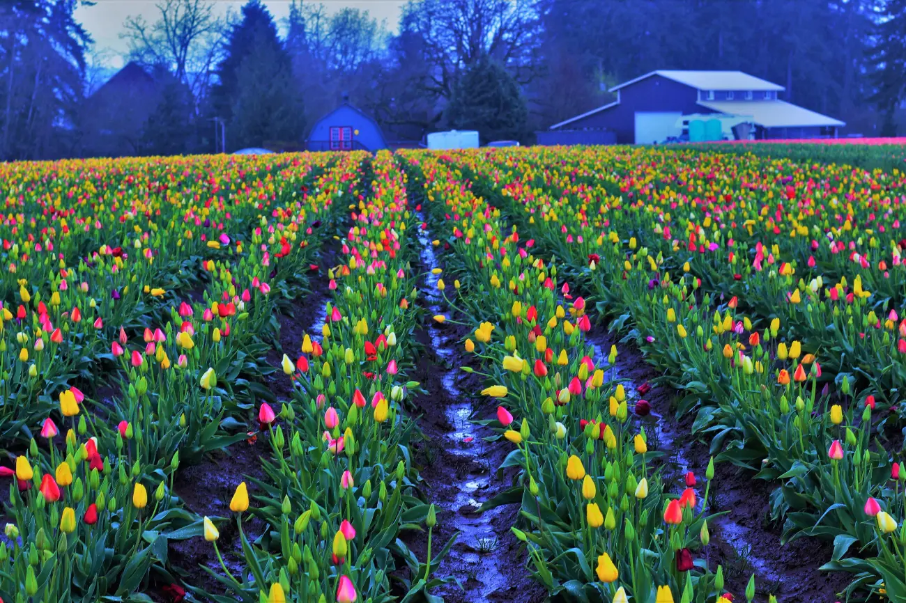 Tulips