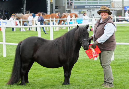 Black horse