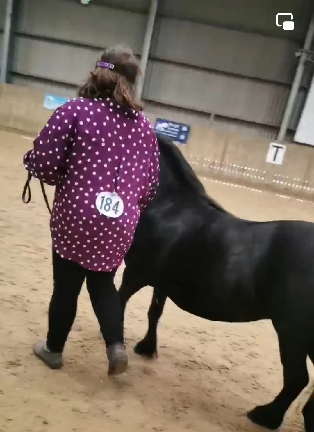 Horse