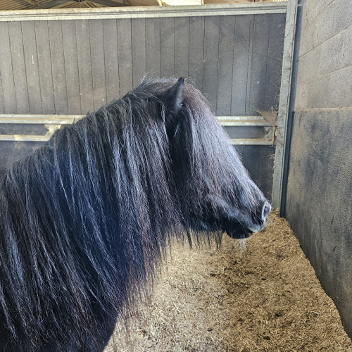 Black horse head